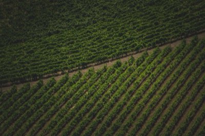 Vino Napa o Sonoma: Define tu viaje ideal con estos 5 criterios