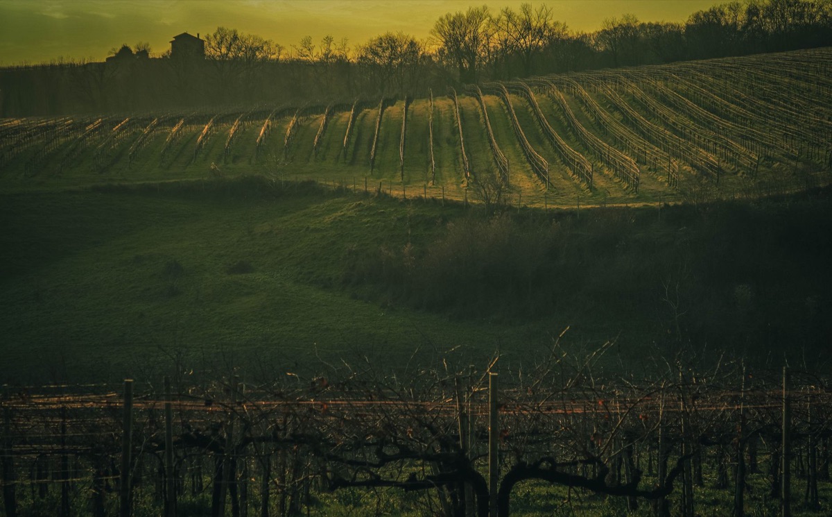vigneti al crepuscolo