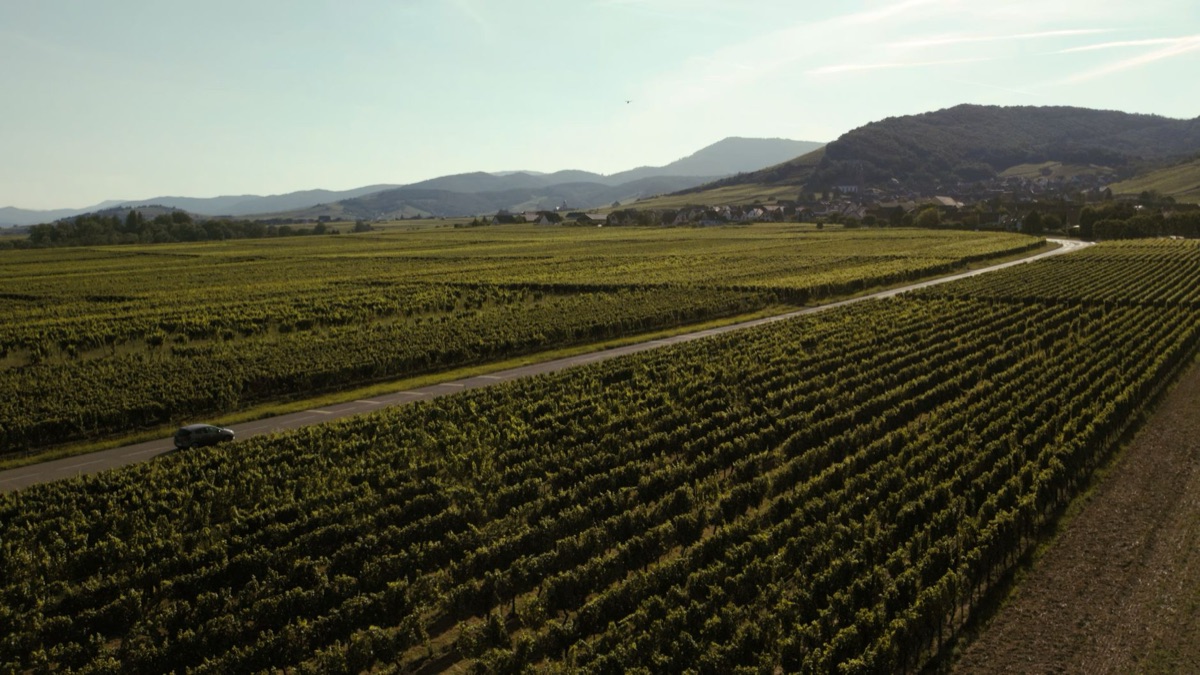 Sonoma Valley vineyard rows