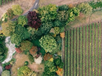 Napa ou Sonoma: Encontre Seu Match Ideal em Viagem Vinícola