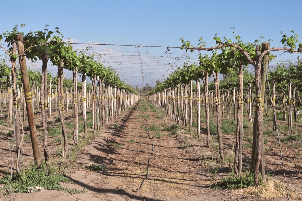 vinhedos com neblina e fileiras de uvas