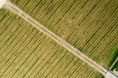 Napa Valley: Die Kraft des Cabernet Sauvignon durch