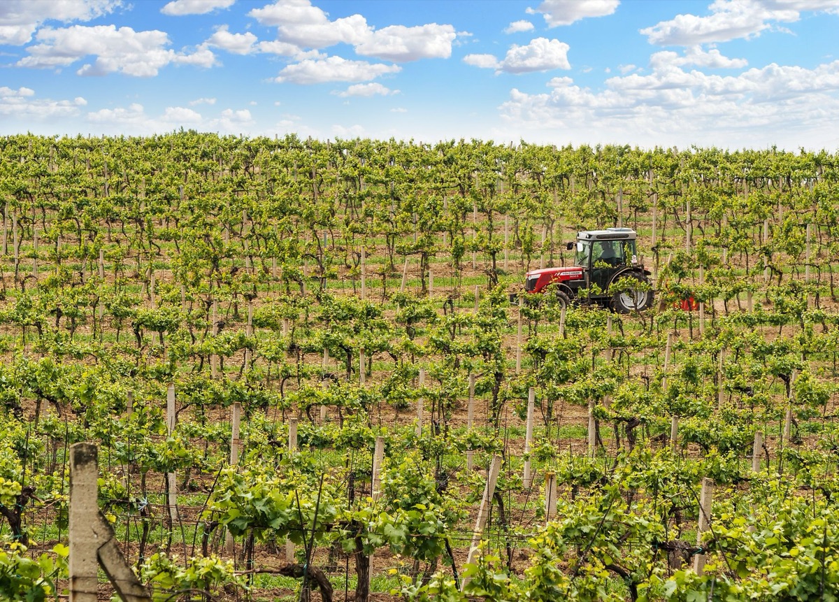 Un panneau en bois avec l'inscription 'Napa Vineyard' en lettres capitales, posé sur un mur en pierre grise dans un jardin à la campagne