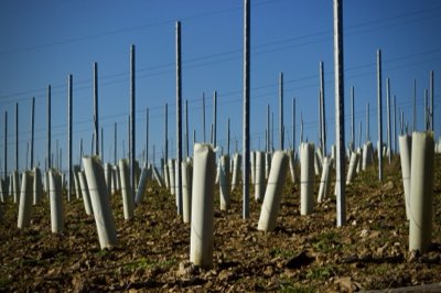Wijnreis Napa: Ervaar de Diepte van de Amerikaanse Cultuur