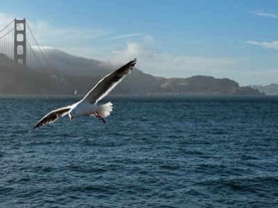 San Francisco Guide: Alcatraz & City Tour in 24 Hours